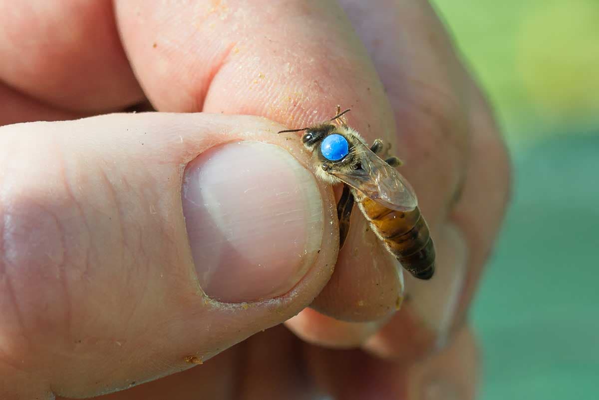 Urban Beekeeping