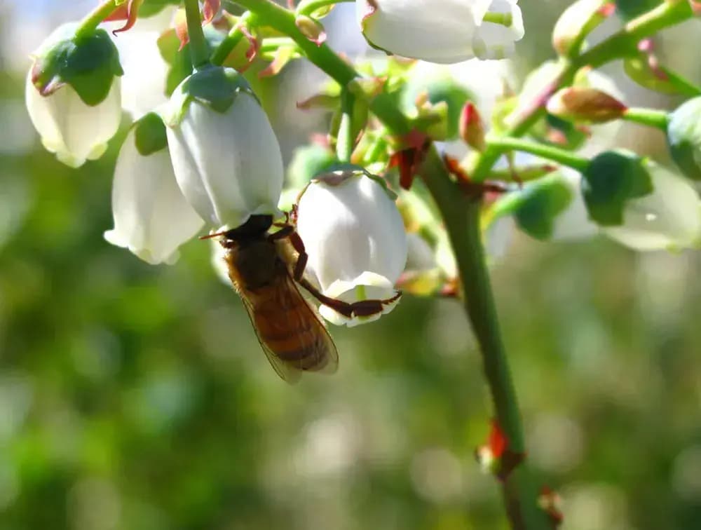 Bees For Buildings Hero